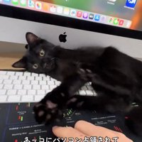 PCの隙間で遊んでいる子猫