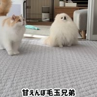 飼い主についてまわる犬と猫