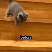 階段を下りようとする子猫