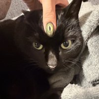 ネイルをした飼い主の指を額に乗せられた猫