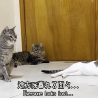 テロップ「途方に暮れる面々」