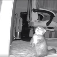 ペットカメラにうつる猫