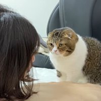 寝ようとする女性を見張る猫