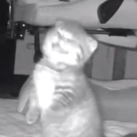 ペットカメラにうつる猫
