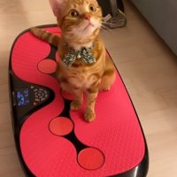 ダイエットマシンの上に乗っている猫