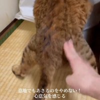 触られても動かない猫
