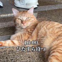 帰宅を待つ猫