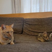 成猫と子猫