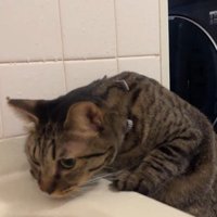 湯船に手をかけている猫