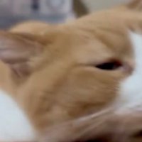 ブラッシングされている猫