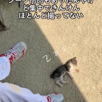 地面で寝落ちする子猫