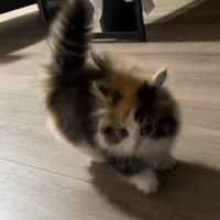 斜めに飛び跳ねながら飼い主に近づいてくる子猫