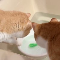洗面器の中を見つめる2匹の猫