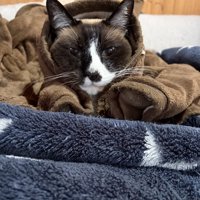 シャム柄の猫