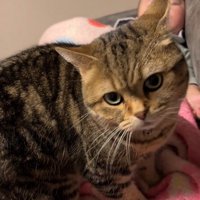 赤ちゃんの足元に立つ猫