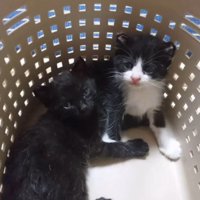 ペットキャリーの中に入った2匹の子猫