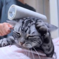 前足で耳をこする猫
