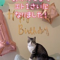 1歳の誕生日を祝われている猫