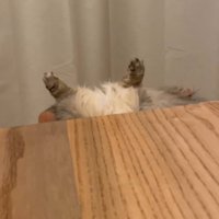 昼寝中の猫から離れる飼い主