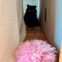ピンクのぬいぐるみを見つめる猫
