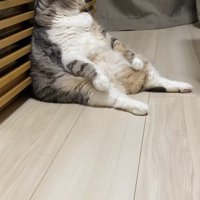 スコ座りをして部屋の奥を見つめている小夏ちゃんの横顔（猫中央気味）