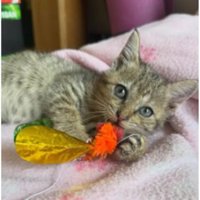 室内にいる猫