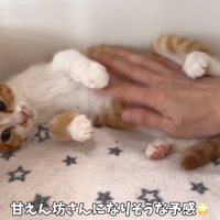 じゃがバタくん