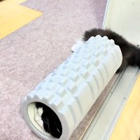 ジタバタする猫