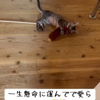 遊ぶ猫