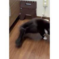 キッチンにいた猫