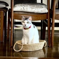 カゴの中に座るキジ白猫