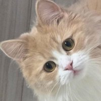 ひょっこり姿を現す猫のマシュちゃんのアップ