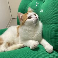 座って見上げる猫