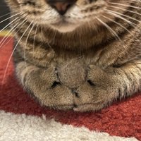 毛玉ボールを持つ猫の手