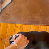 飼い主の足元でなでられている猫