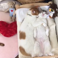 寝ながら三毛猫を抱きしめる茶白猫