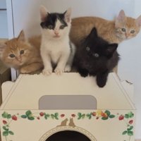 猫ハウスの上の4匹の子猫