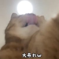 パンチする猫