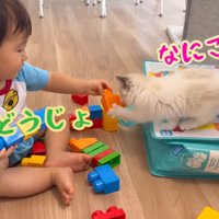 テロップ「これどうじょ」