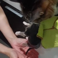 子猫をくわえる猫