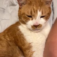振り向く猫