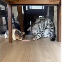 歯ブラシで遊ぶ猫