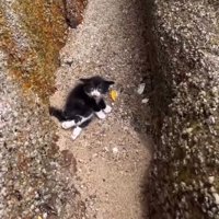 海辺の岩場にいる子猫