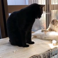 舌を出す黒猫と寝そべる猫2匹