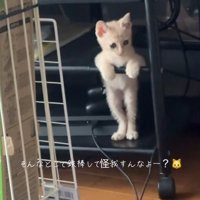 手すりに持たれる猫