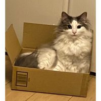 室内にいる猫