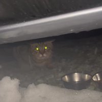 車の下の猫