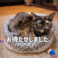 猫ハウスの上に座るサビ猫