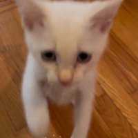 床に前足を戻そうとする子猫