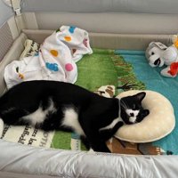ベビーベッドで寝ている猫